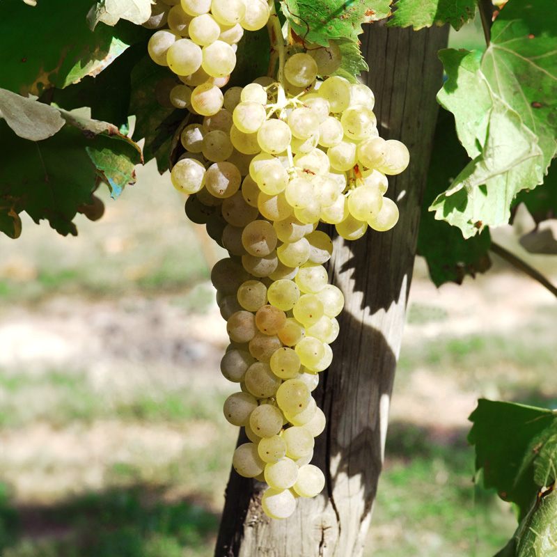 Mas Miquel, la finca de Mascaró