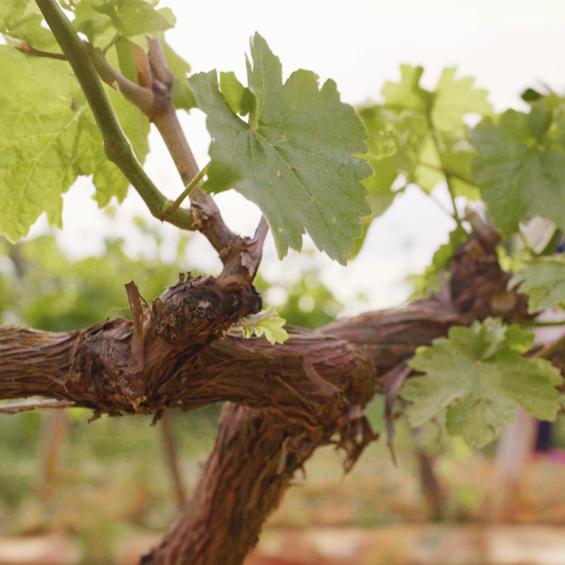 Mascaró grape varieties