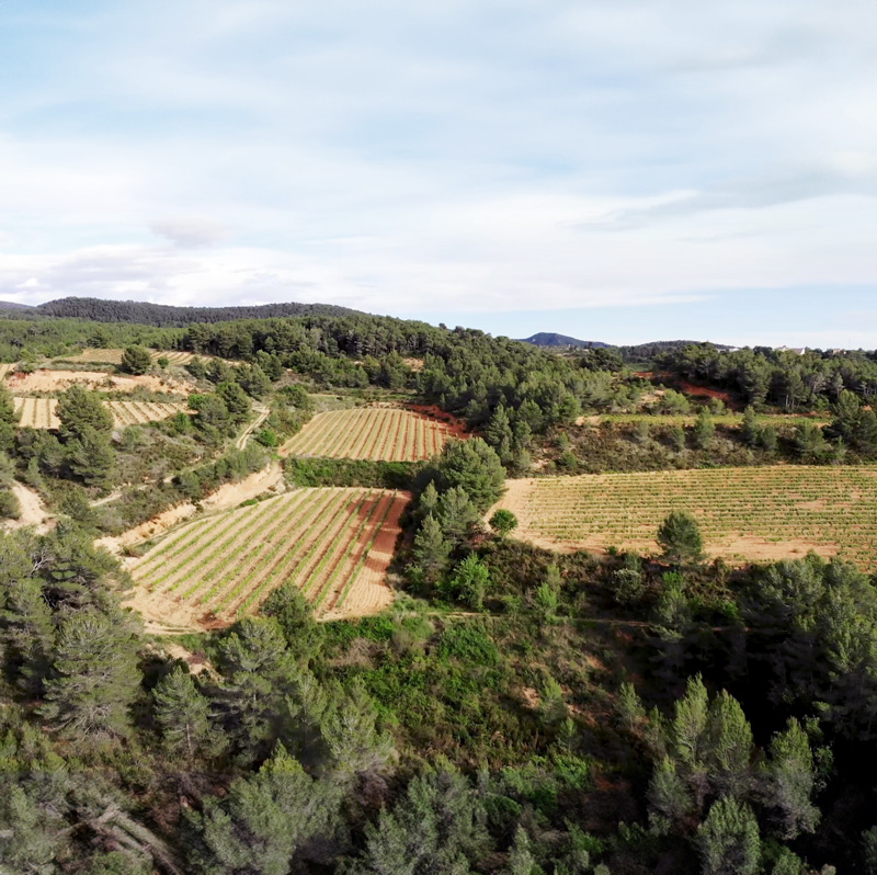 Productors de caves i espirituosos a l'Alt Penedès